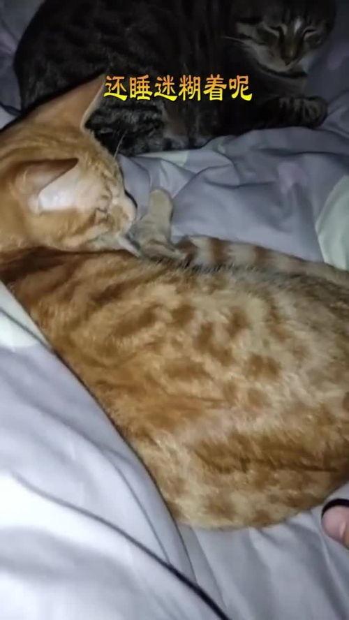 晚上碰碰在线观看,探秘“碰碰在线”的精彩瞬间  第1张